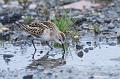 Dvergsnipe - Little stint (Calidris minuta) 